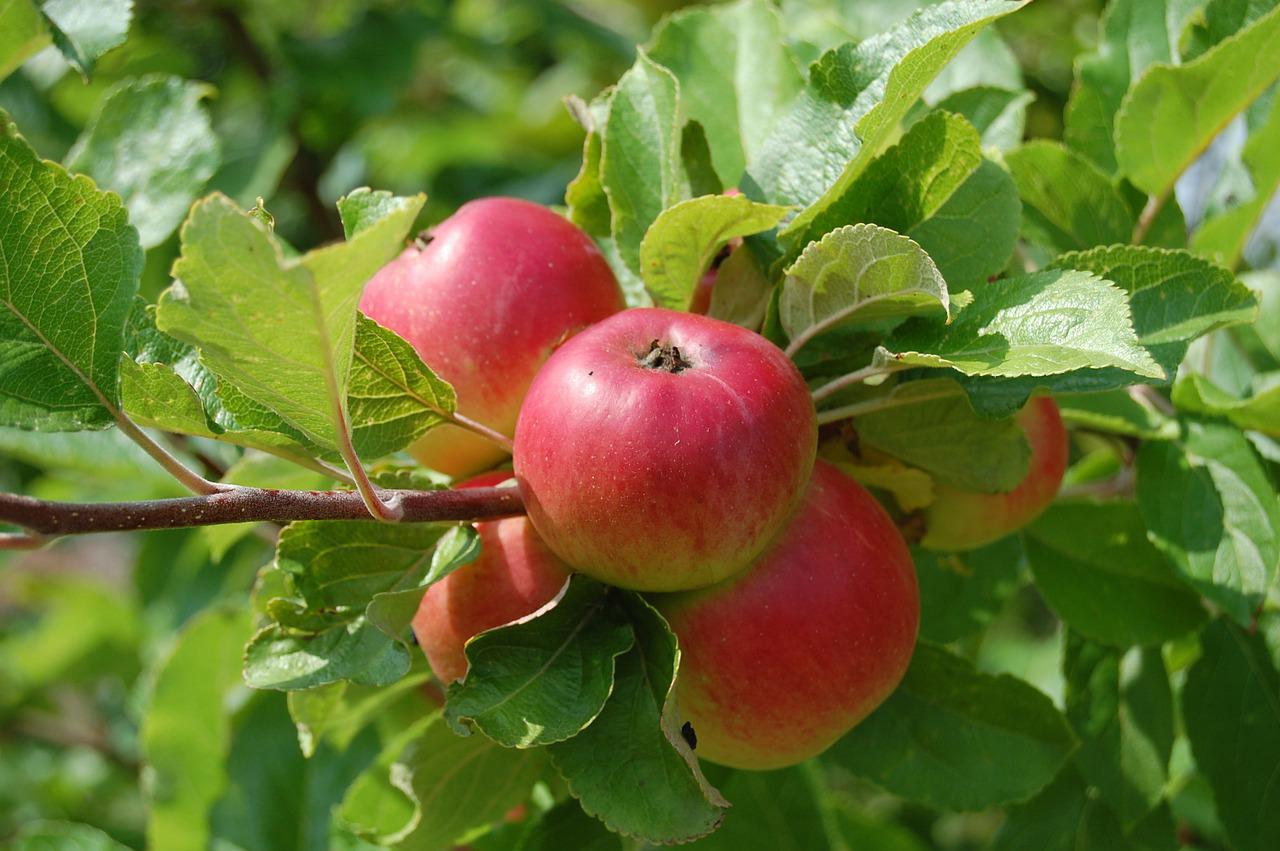 5 powodów, dla których warto uprawiać własne drzewa owocowe