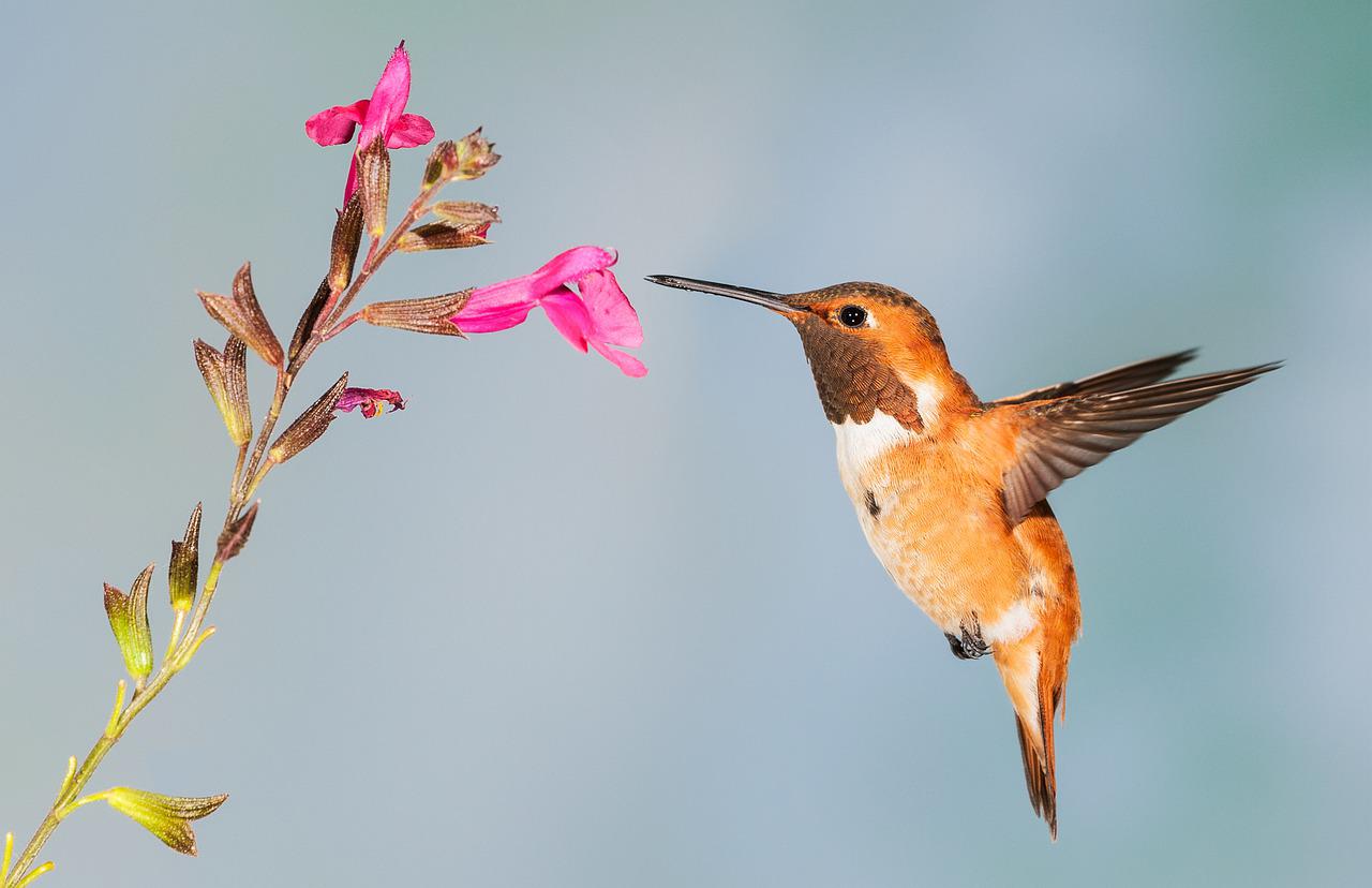 Jak zwabić kolibry do ogrodu