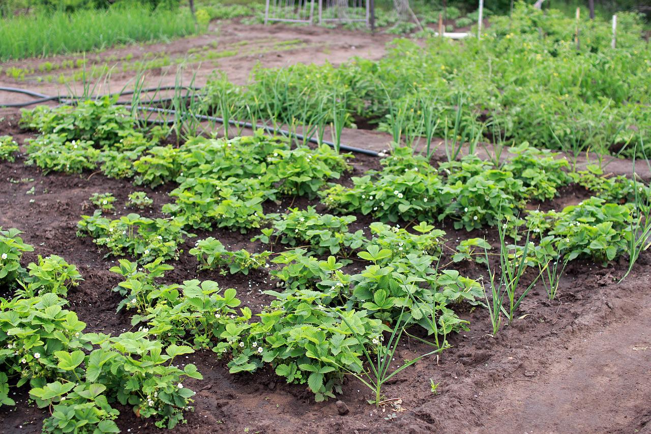 5 wskazówek, jak stworzyć udany ogródek nasienny
